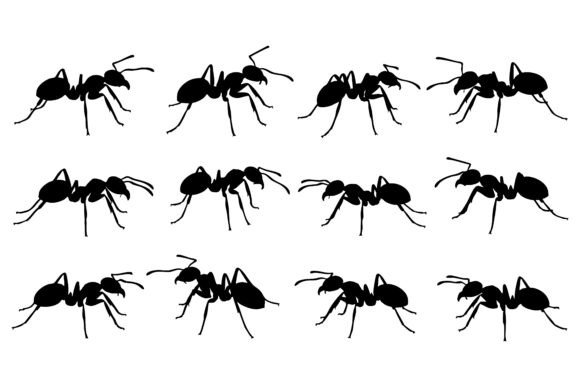 Ants Marching in Rows Insect Silhouette