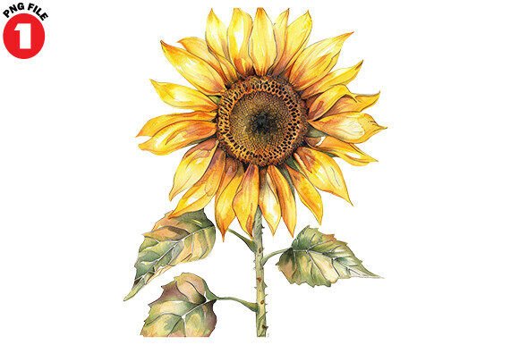 Sunflower Watercolour Clipart: A Versatile and Creative Digital Resource